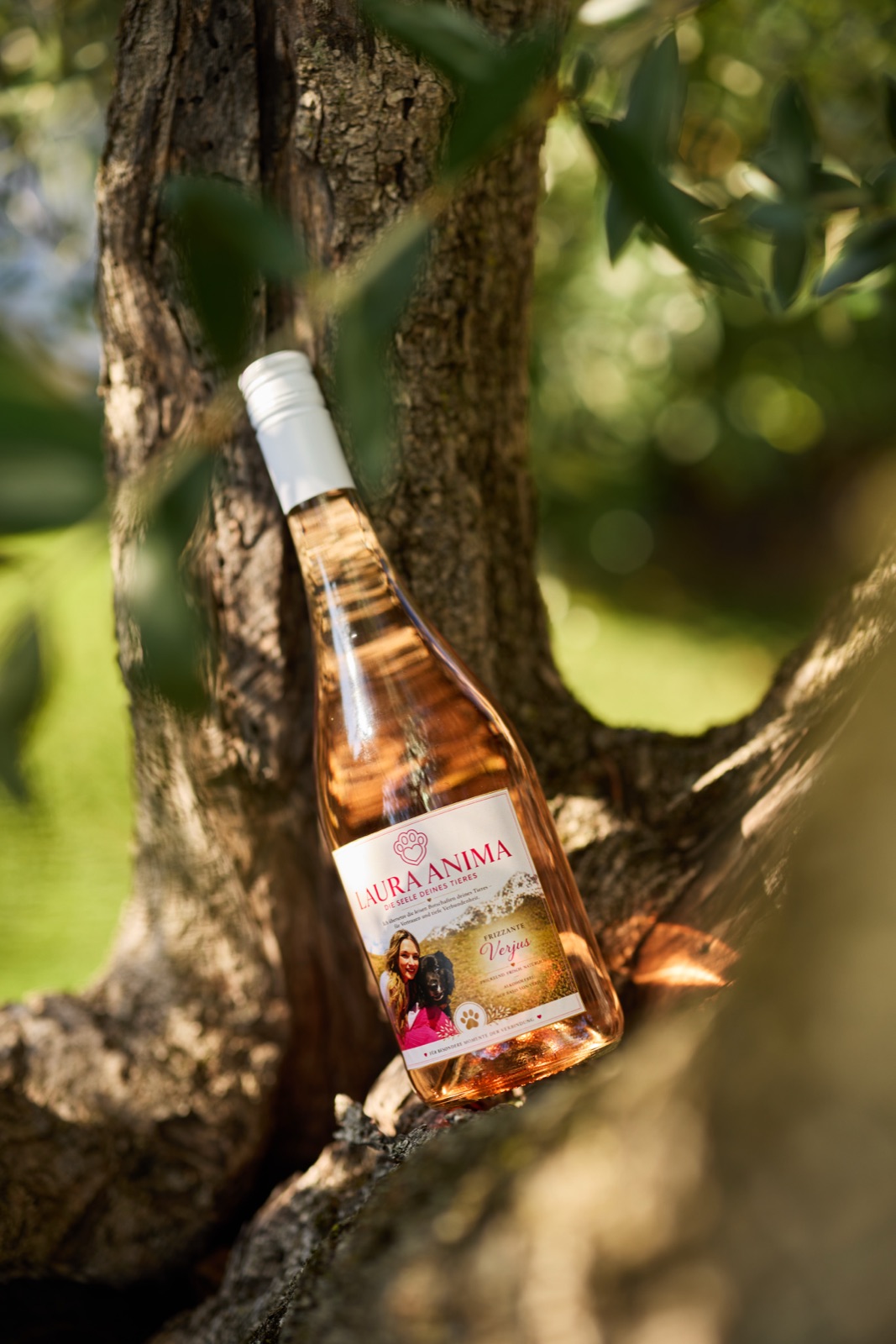 Flasche Frizzante in einem Olivenbaum